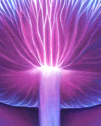 Mycelium